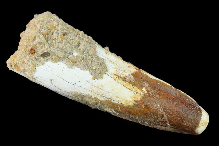 Spinosaurus Tooth - Real Dinosaur Tooth #135498